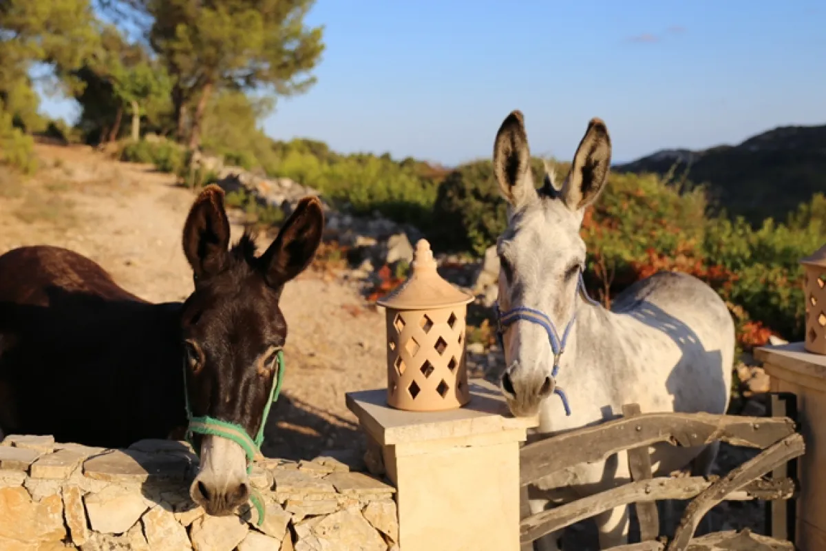 Mallorca-Hotel-Son-Macia-Son-Mola-Vell-7