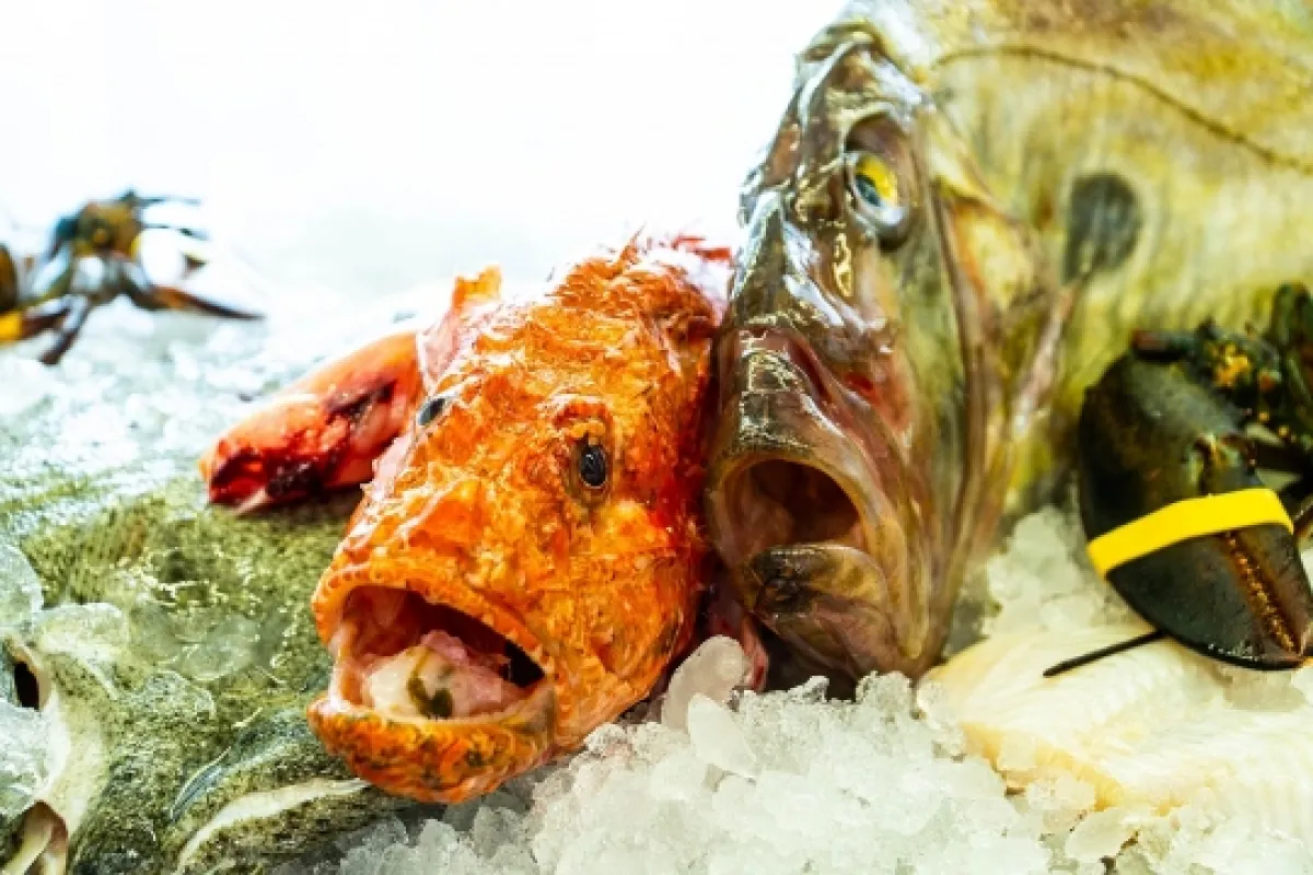 Mallorca Restaurants Palma Cala Mayor Nix A Popa Fisch