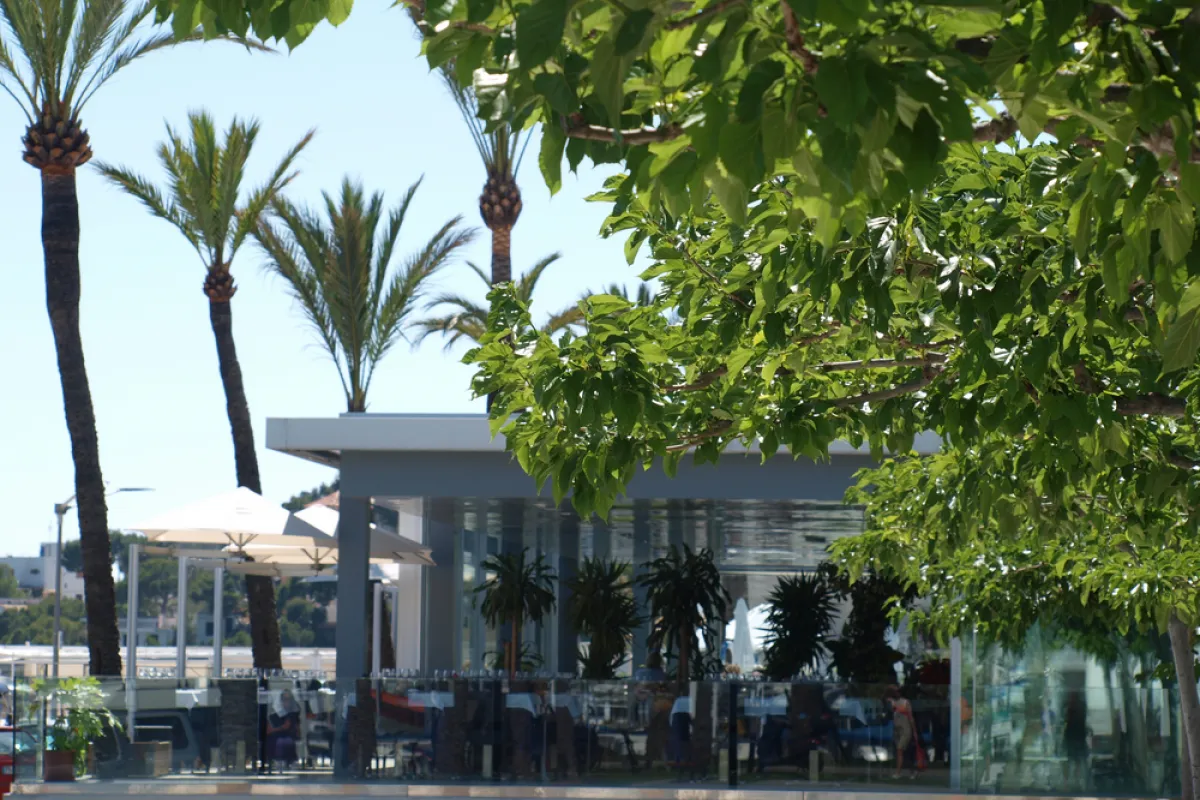 Mallorca Restaurants Port Andratx Club de Vela Palmen